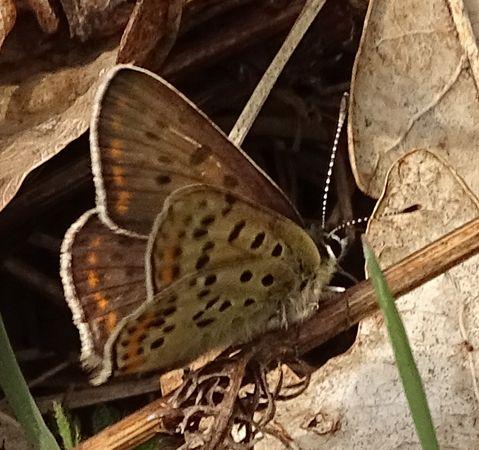 Lycaena tityrus